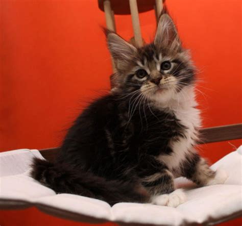Maine coon kittens indiana - Maine Coon kittens Availa... Category : Maine Coon. Free. Maine Coon kittens Avail... Category : Maine Coon. Free. Maine Coon kittens Avail... Category : Maine Coon. AED1000. Maine Coon kittens Avail... Category : Maine Coon. 0000. Kittens for Adoption Category : Cats for adoption. SUBCATEGORIES.